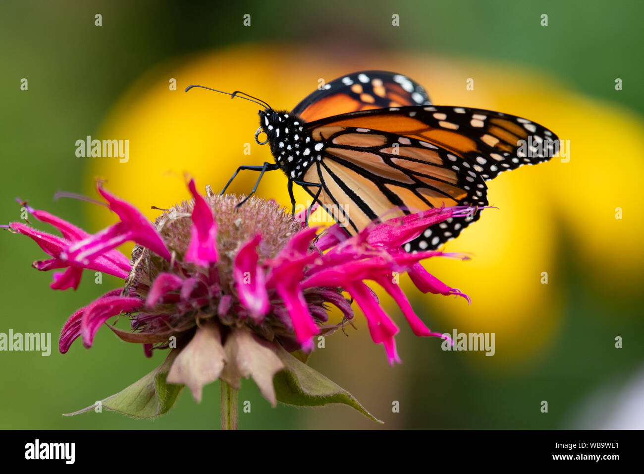 Una mariposa monarca, Danaus plexippus, alimentándose de una Monarda o bálsamo de abeja flor en un jardín en el especulador, NY ESTADOS UNIDOS Foto de stock
