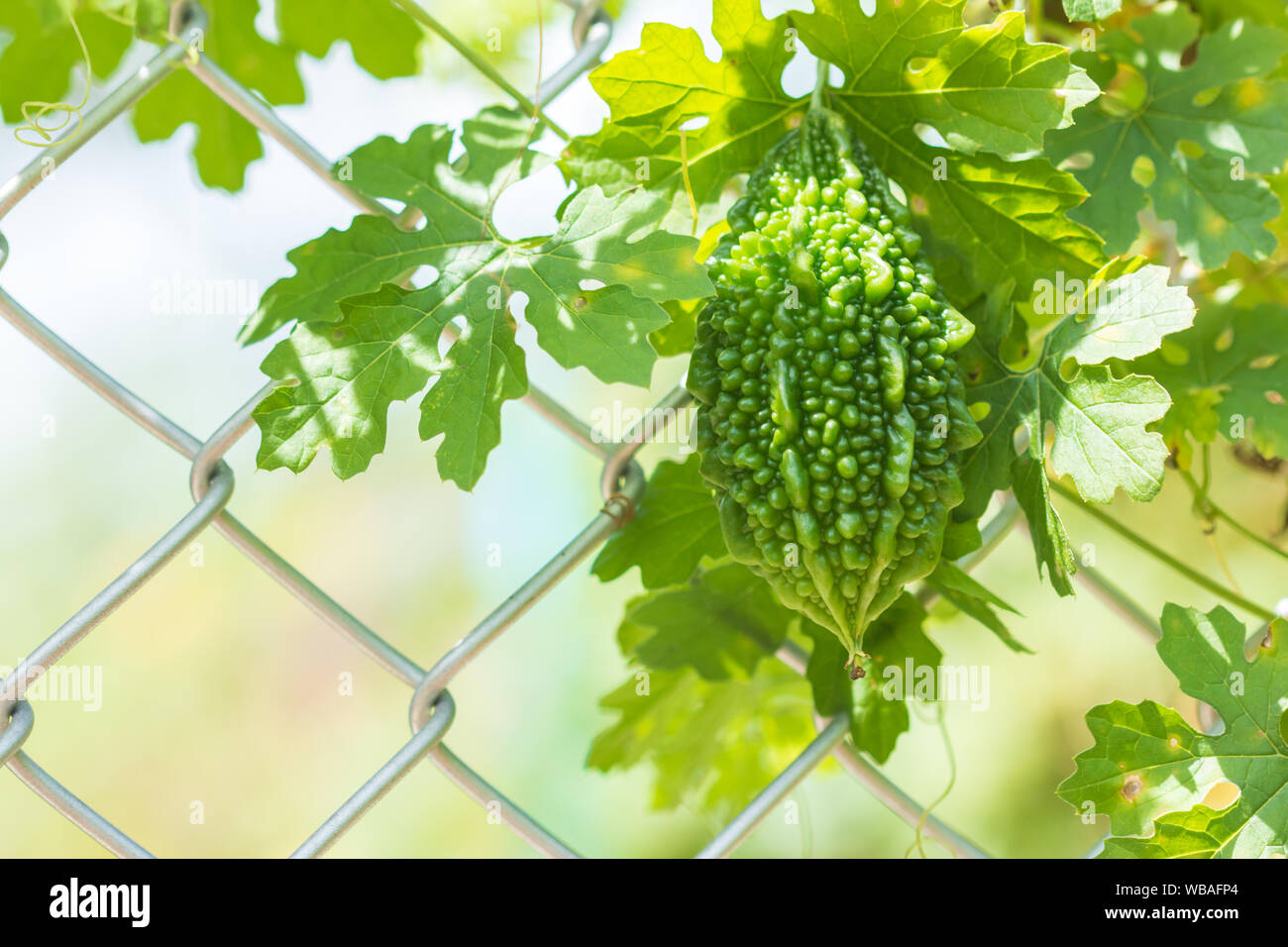 Tierra o Carilla amarga la fruta en la viña que descansa en la red de la  valla Fotografía de stock - Alamy