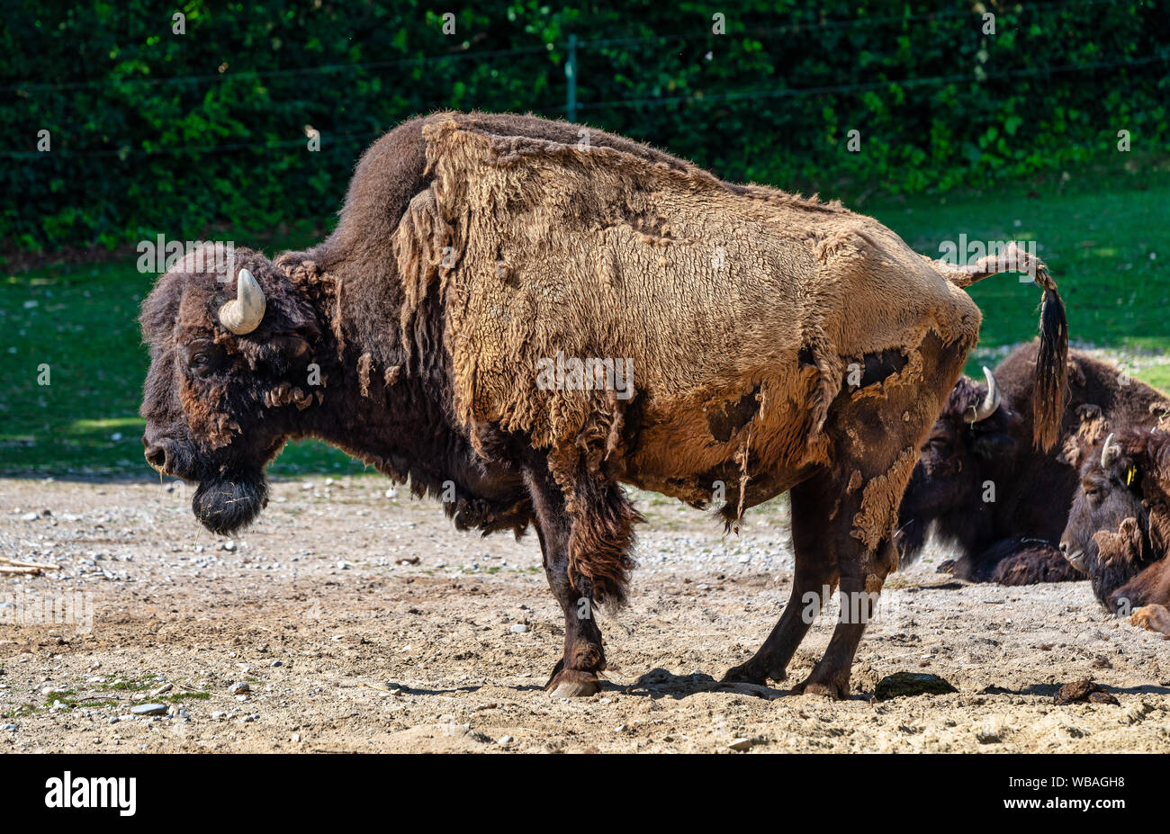 American Buffalo conocida como Bison bison, Bos en el zoo Foto de stock