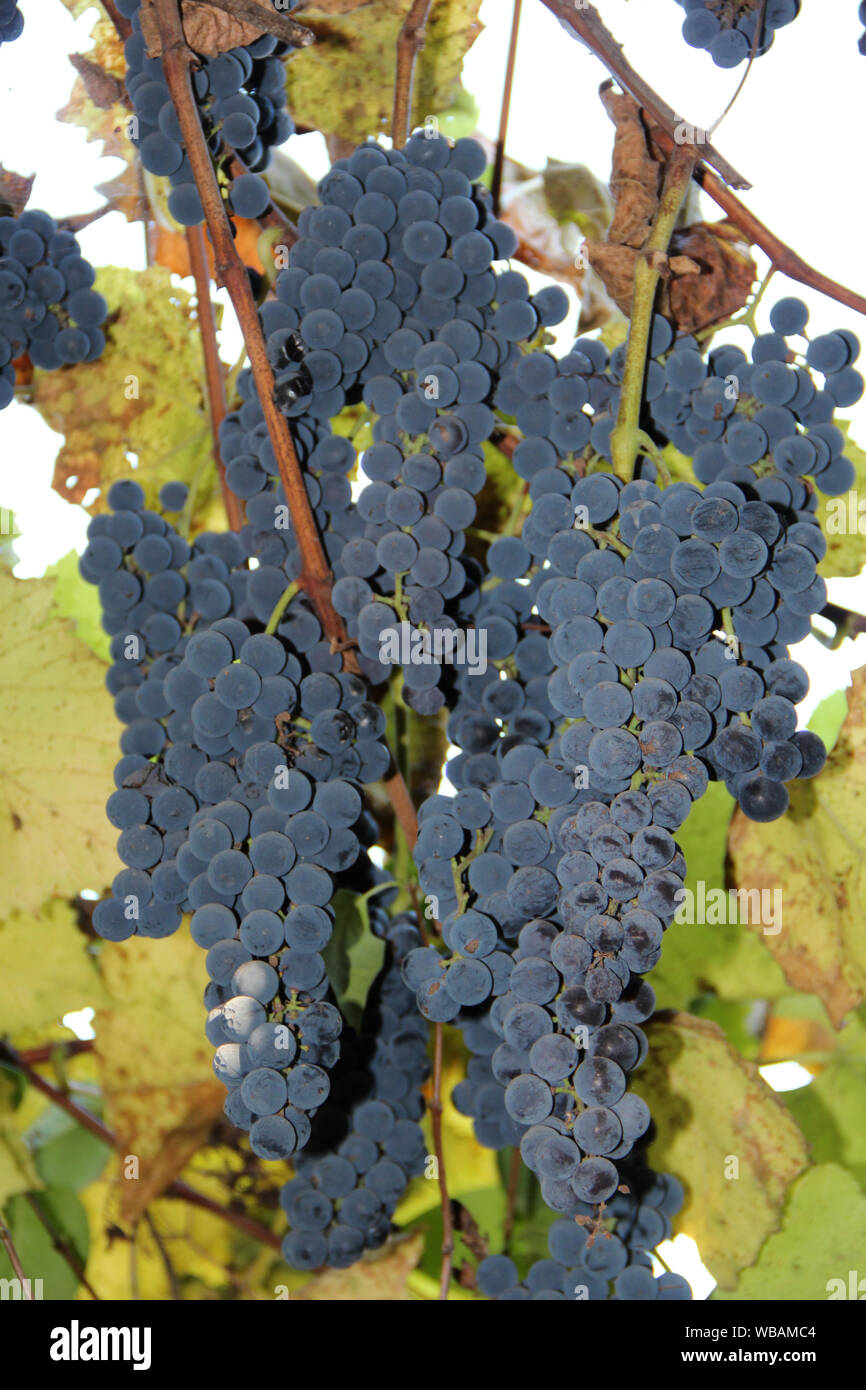 Grandes racimos de uvas maduras azul cuelgue. Rica cosecha de uvas colgantes desde arriba. Cosecha de uva madura azul Foto de stock