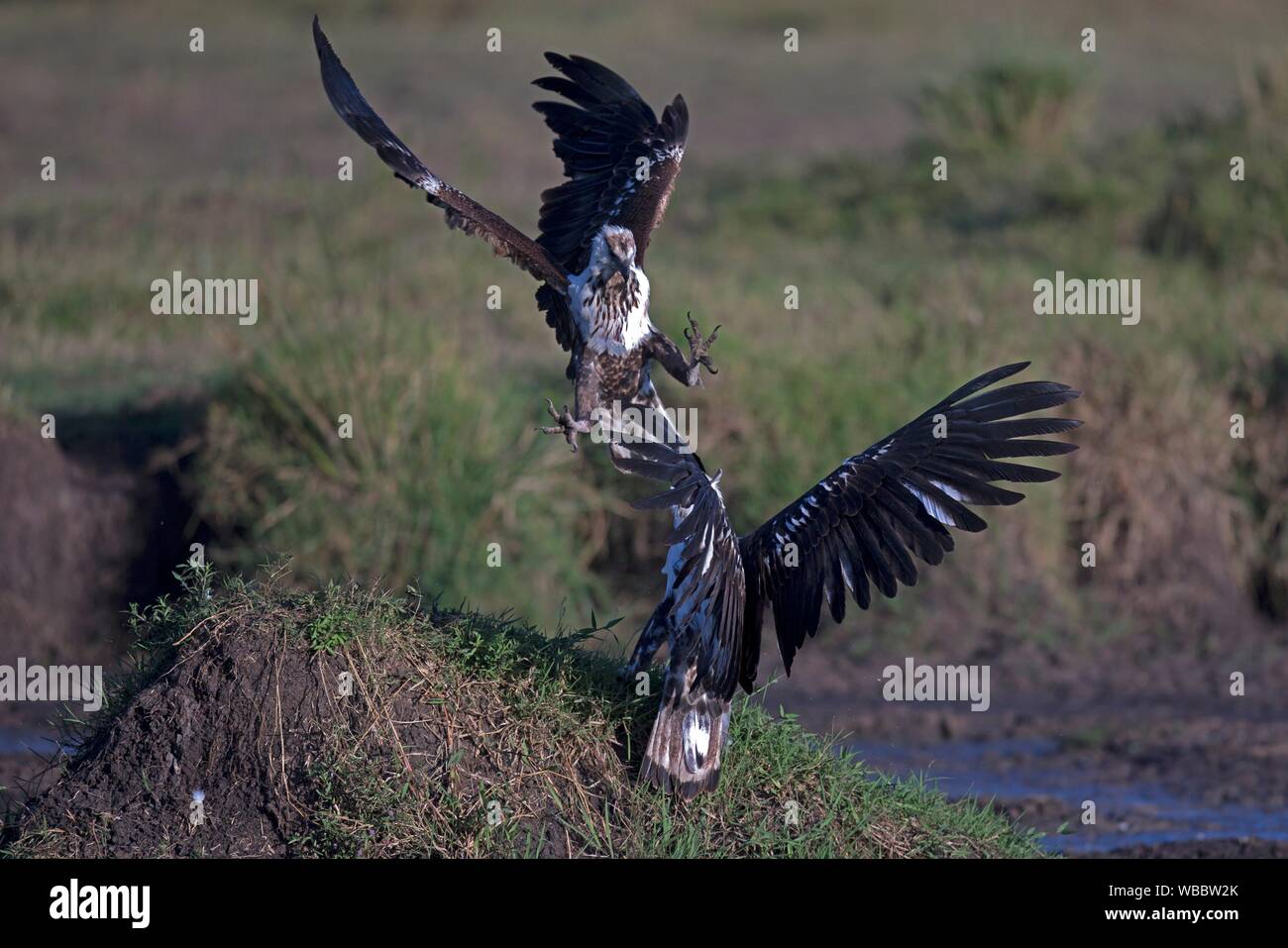 Peces africanos águilas en medio del aire lucha en Masai Mara. Foto de stock