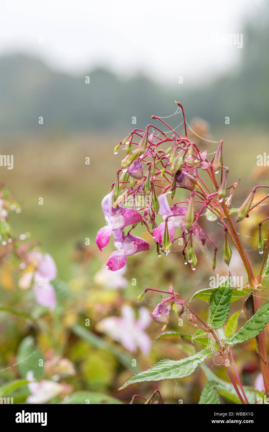 Flores y hojas superiores de problemáticas Bálsamo / Impatiens glandulifera del Himalaya. Le gusta el suelo húmedo / tierra, ríos, riberas, hygrophilous. Foto de stock