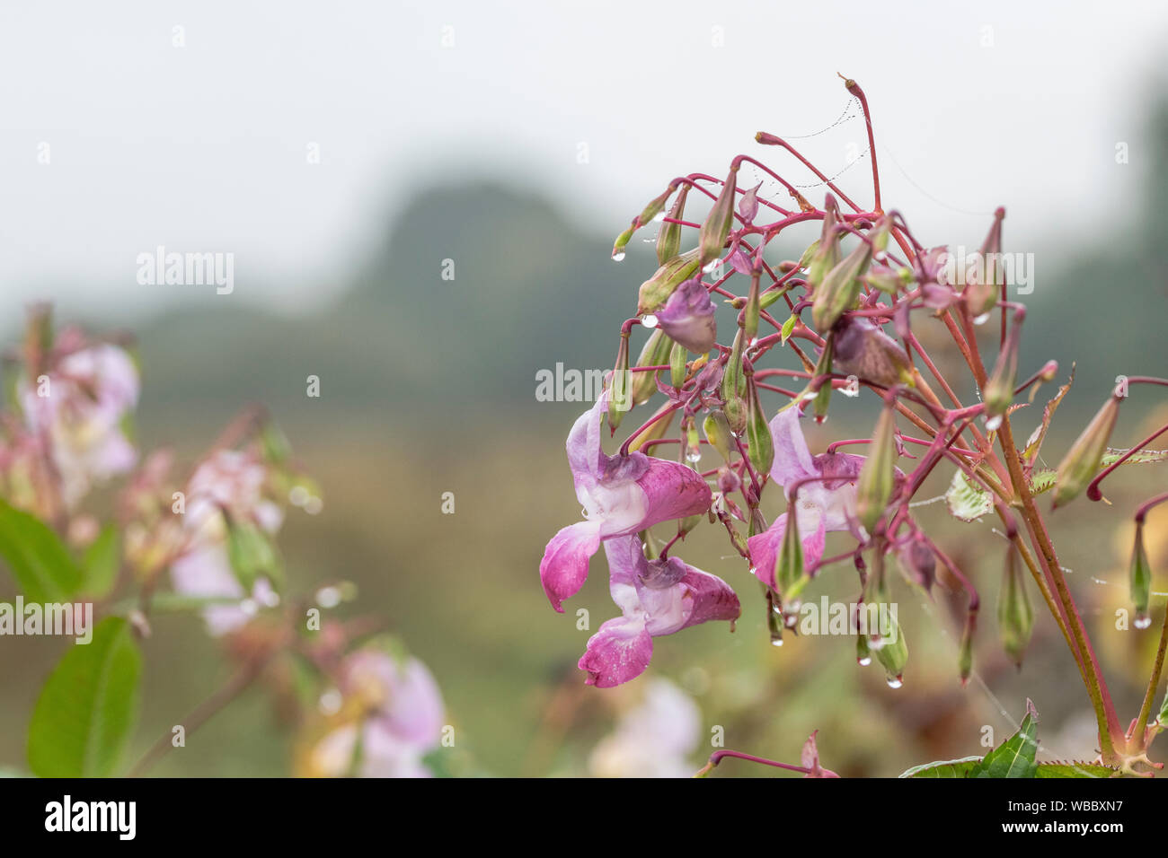 Flores y hojas superiores de problemáticas Bálsamo / Impatiens glandulifera del Himalaya. Le gusta el suelo húmedo / tierra, ríos, riberas, hygrophilous. Foto de stock