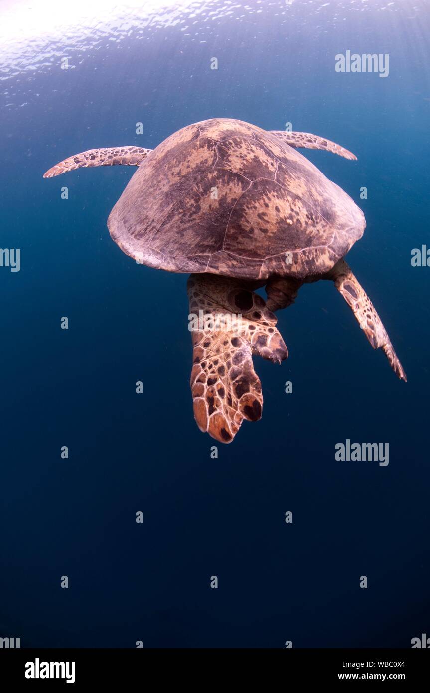 La tortuga verde (Chelonia mydas) familia Cheloniidae, natación, Midreef sitio de buceo, Sipadan Island, Sabah, Malasia. Foto de stock