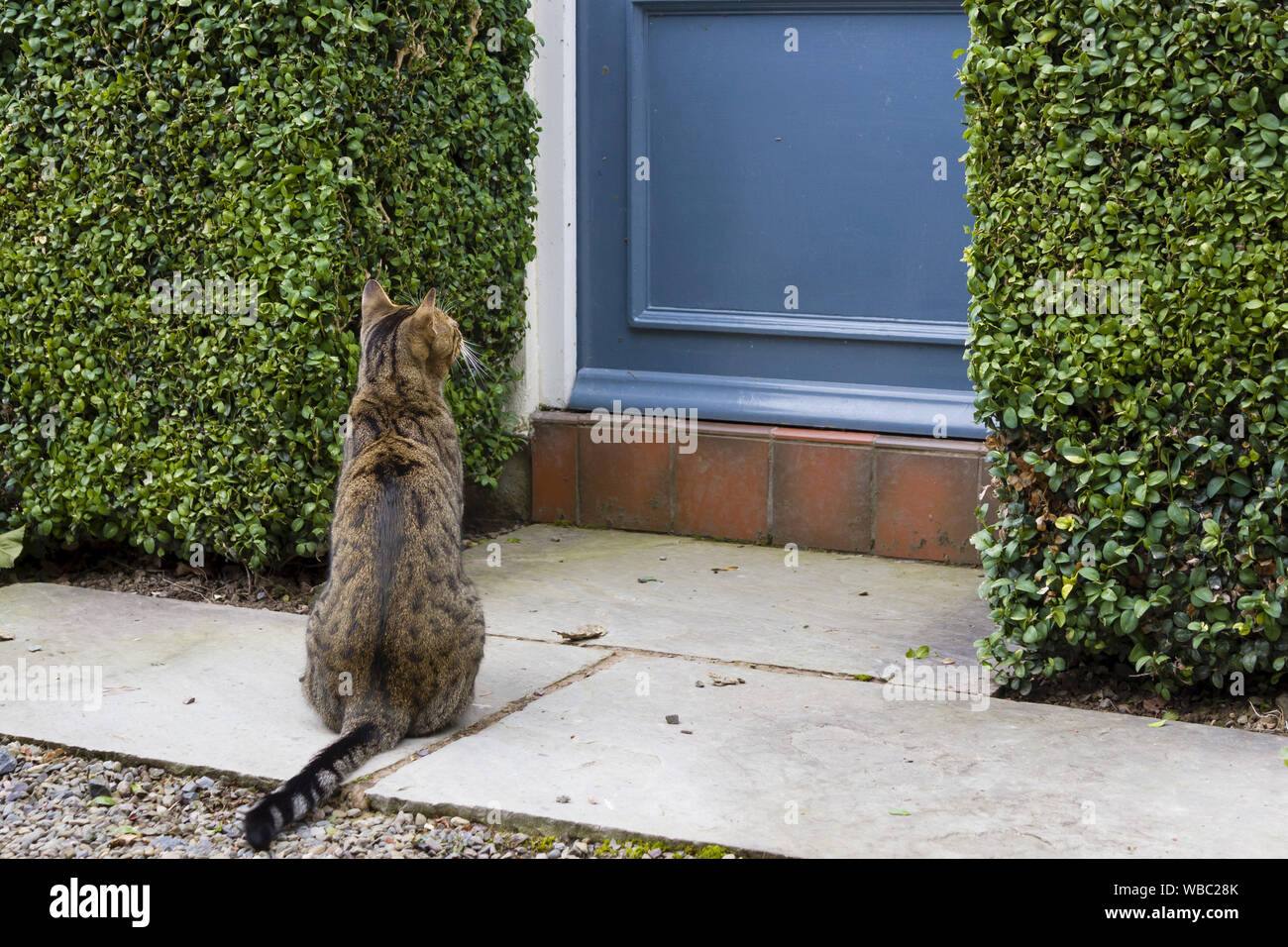 Gato Sentado junto a la puerta de una casa en Inglaterra, Reino Unido. Foto de stock