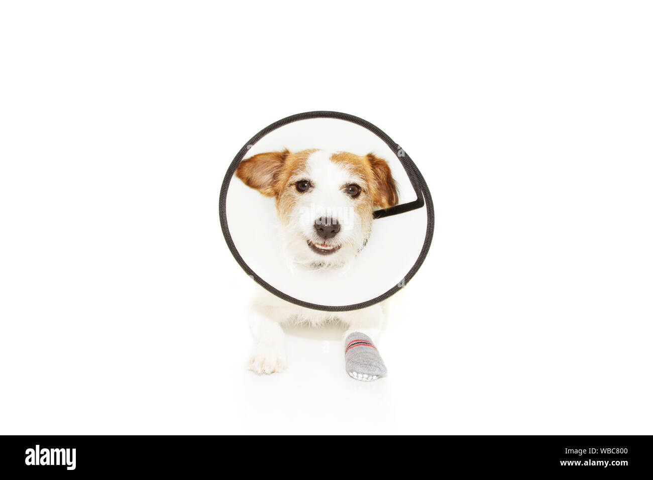 Herido un perro enfermo llevaba collar embudo protector haciendo un  gracioso dolor facial. Aislado sobre fondo blanco Fotografía de stock -  Alamy