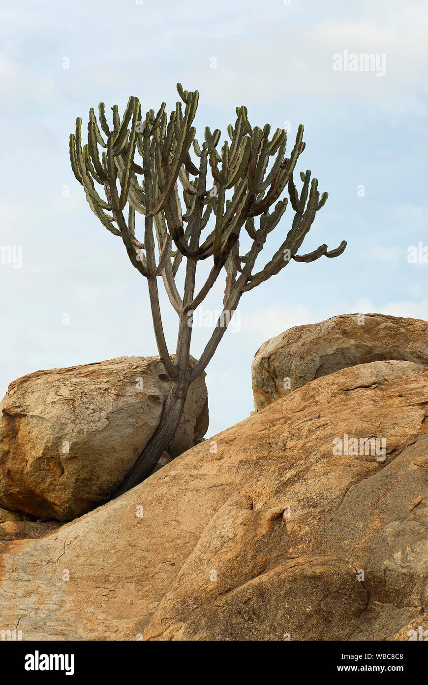 Un árbol de Euphorbia ha crecido en una grieta de roca Foto de stock