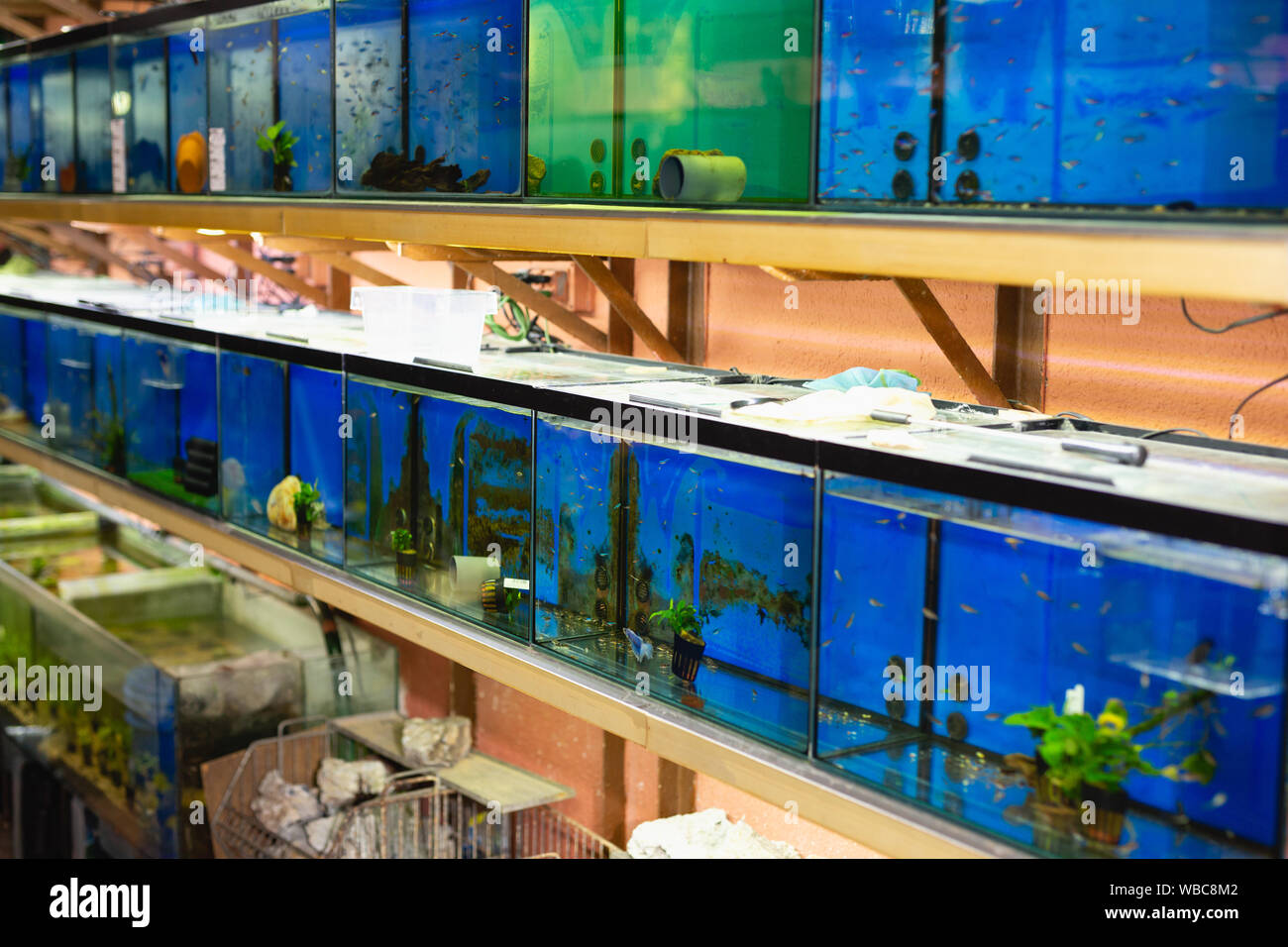 Interior de la tienda de mascotas con filas de peceras con peces de  colores, plantas y tapa de tierra Fotografía de stock - Alamy