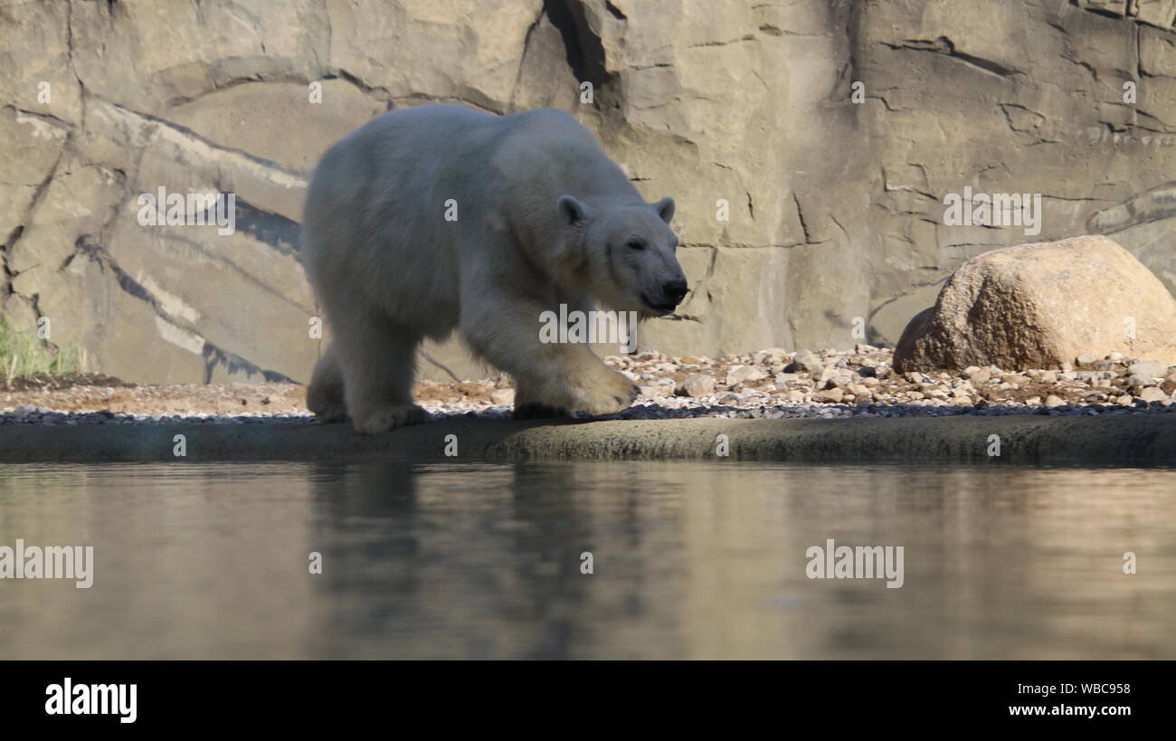 Zoológico de Rostock polarium jornada de puertas abiertas de la Noria del oso polar hembra pastel 22 de septiembre de 2018 Foto de stock