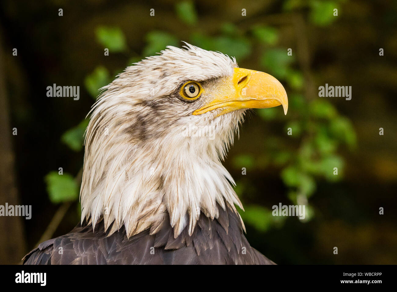 El águila calva / der Blick des Weißkopfseeadler fokussierte Foto de stock