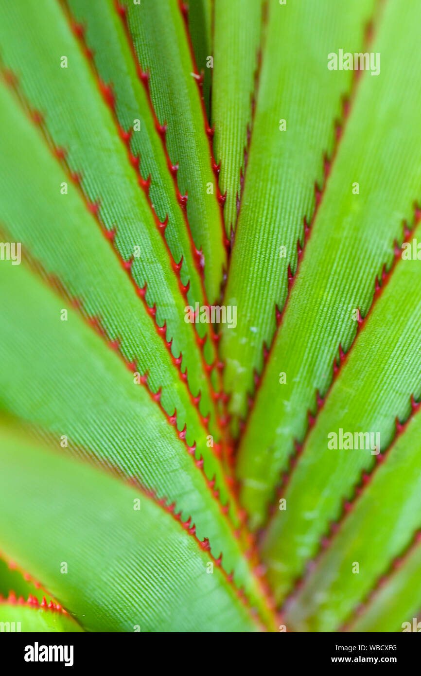Los patrones naturales de plantas verdes con torns rojo Foto de stock