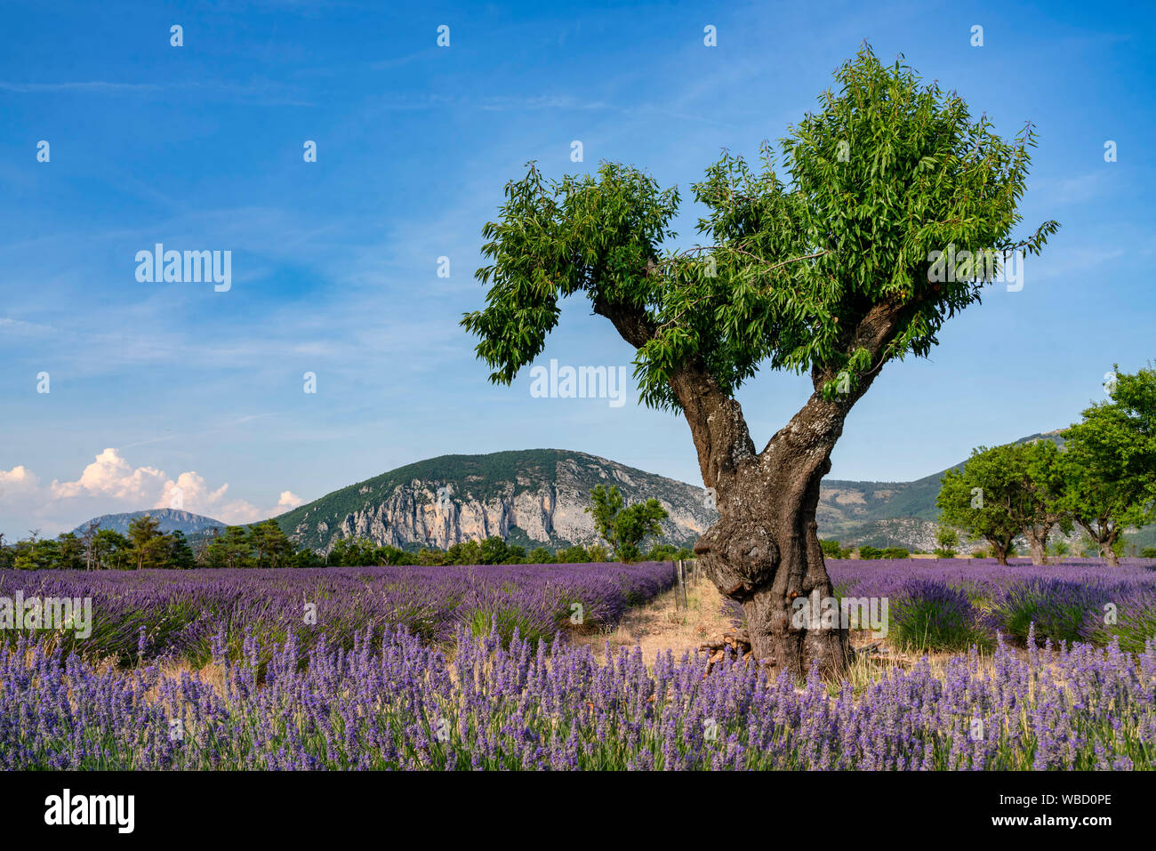 Campo de lavanda con árbol, Lavandula angustifolia, la Meseta de Valensole, Francia Provence-Alpes-Côte d'Azur, Francia Foto de stock
