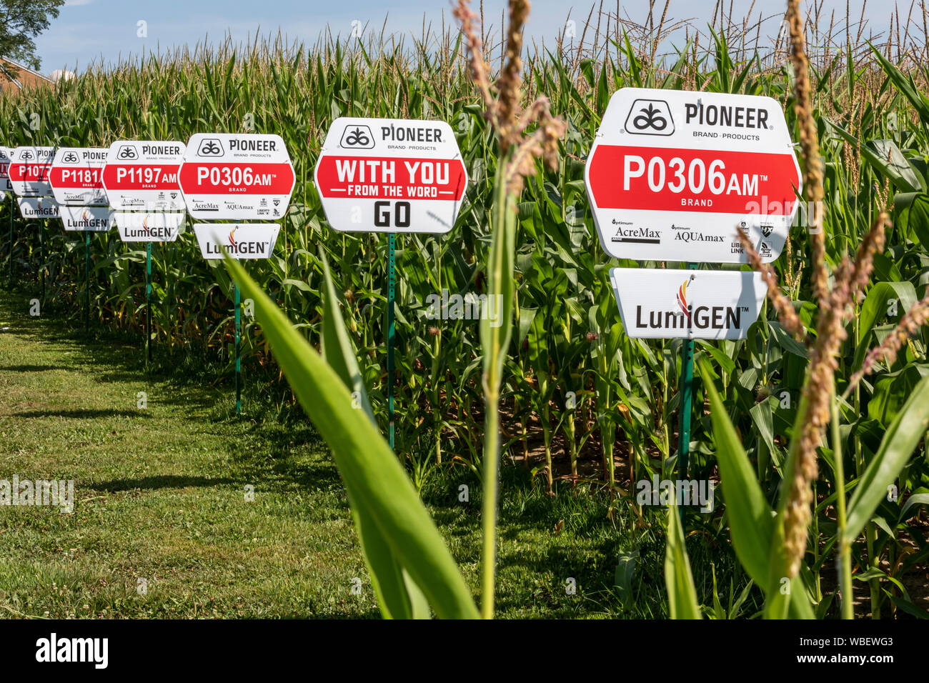 Galien, Michigan - Variedades de maíz crece a partir de semillas producidas  por Pioneer, una empresa de DuPont. Casi todas las variedades de maíz  cultivadas en los Estados Unidos es genética Fotografía