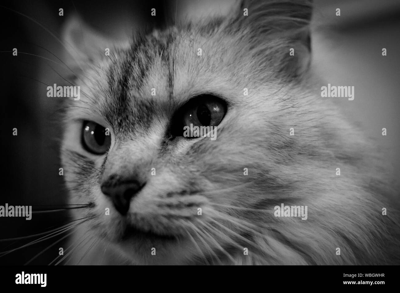 Close-up retrato de cat. Foto de stock