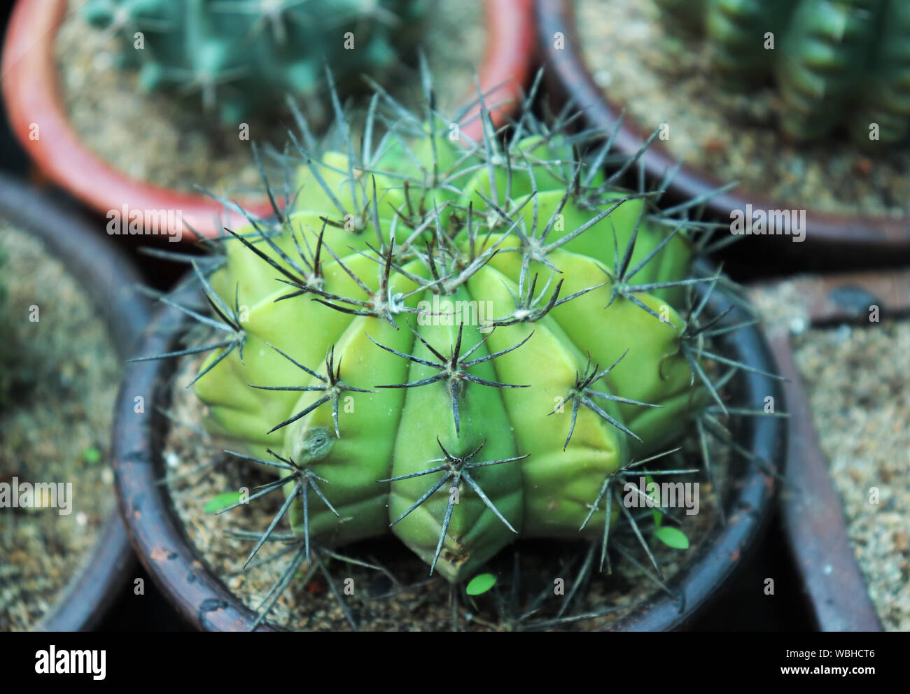 Fondos de pantalla cactus fotografías e imágenes de alta resolución - Alamy Fondos de pantalla cactus fotografías e imágenes de alta resolución - Alamy