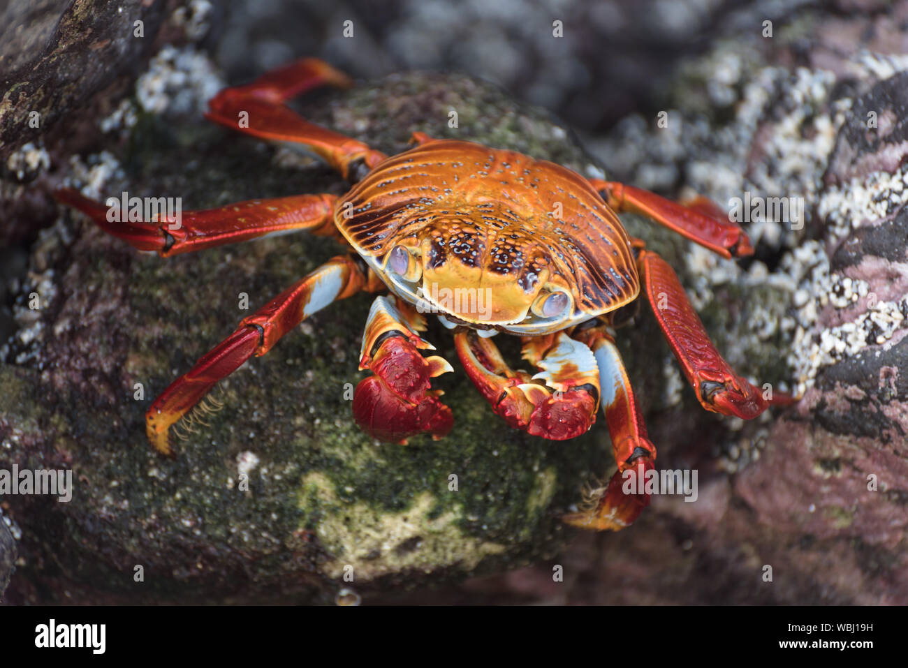 Cangrejo rojo de las galapagos fotografías e imágenes de alta