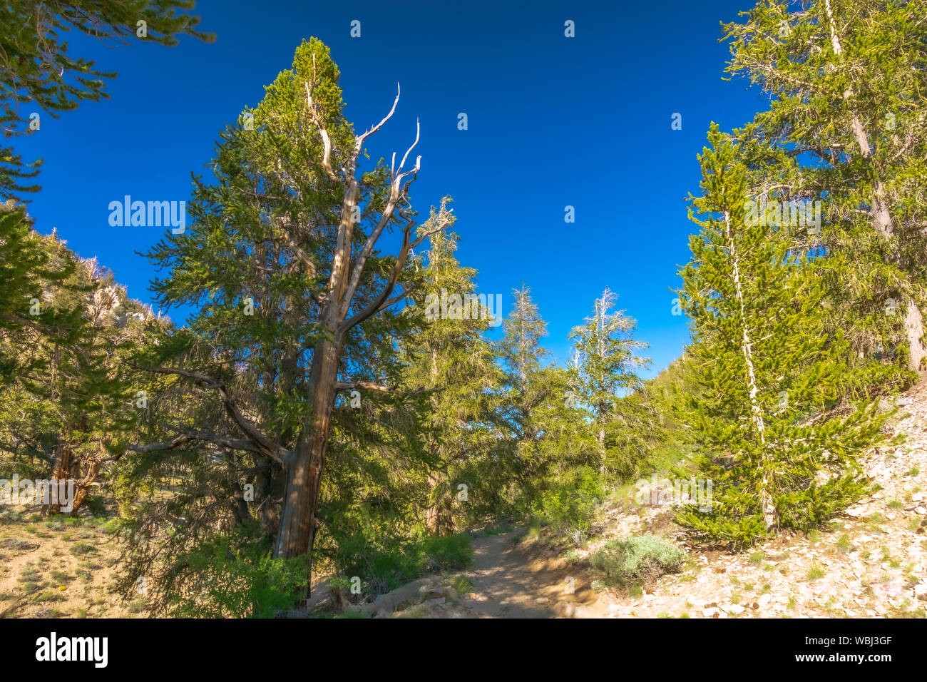 Increíble antiguo bosque de pinos bristlecone Foto de stock