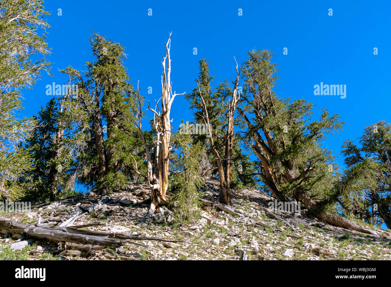 Increíble antiguo bosque de pinos bristlecone Foto de stock