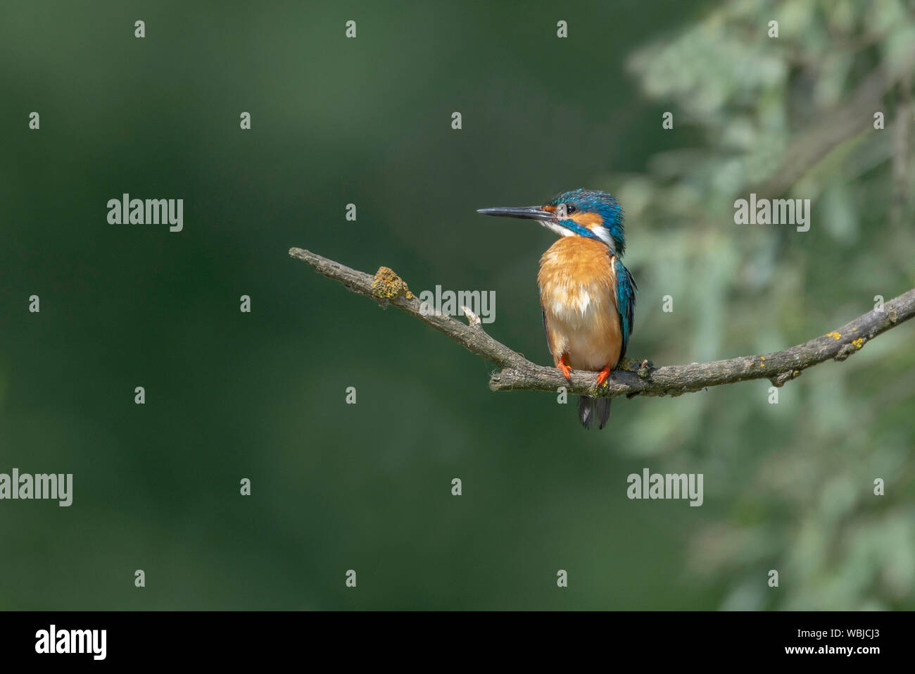 Kingfisher sentado en la rama Foto de stock