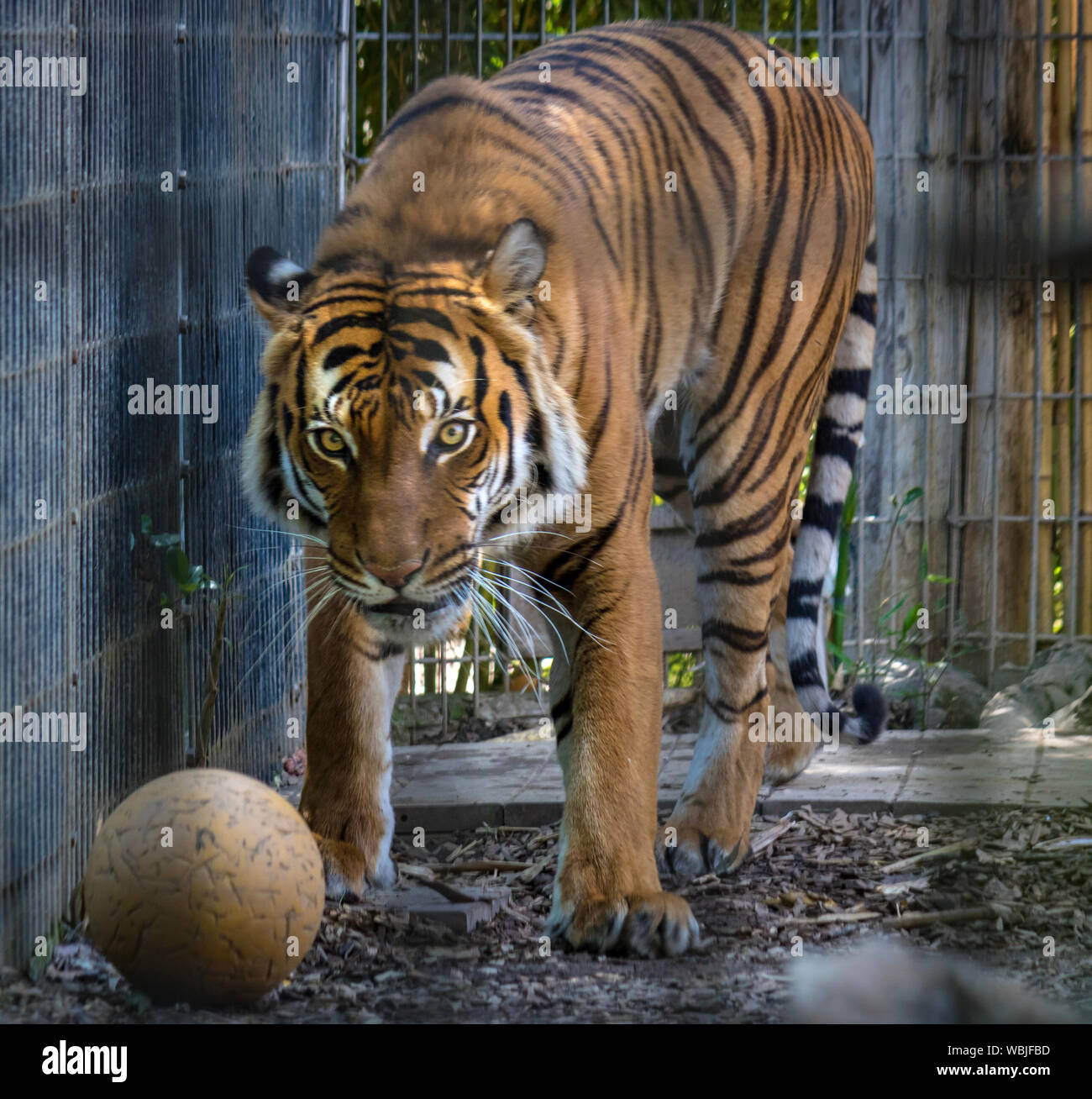 Tigre en jaula fotografías e imágenes de alta resolución - Alamy