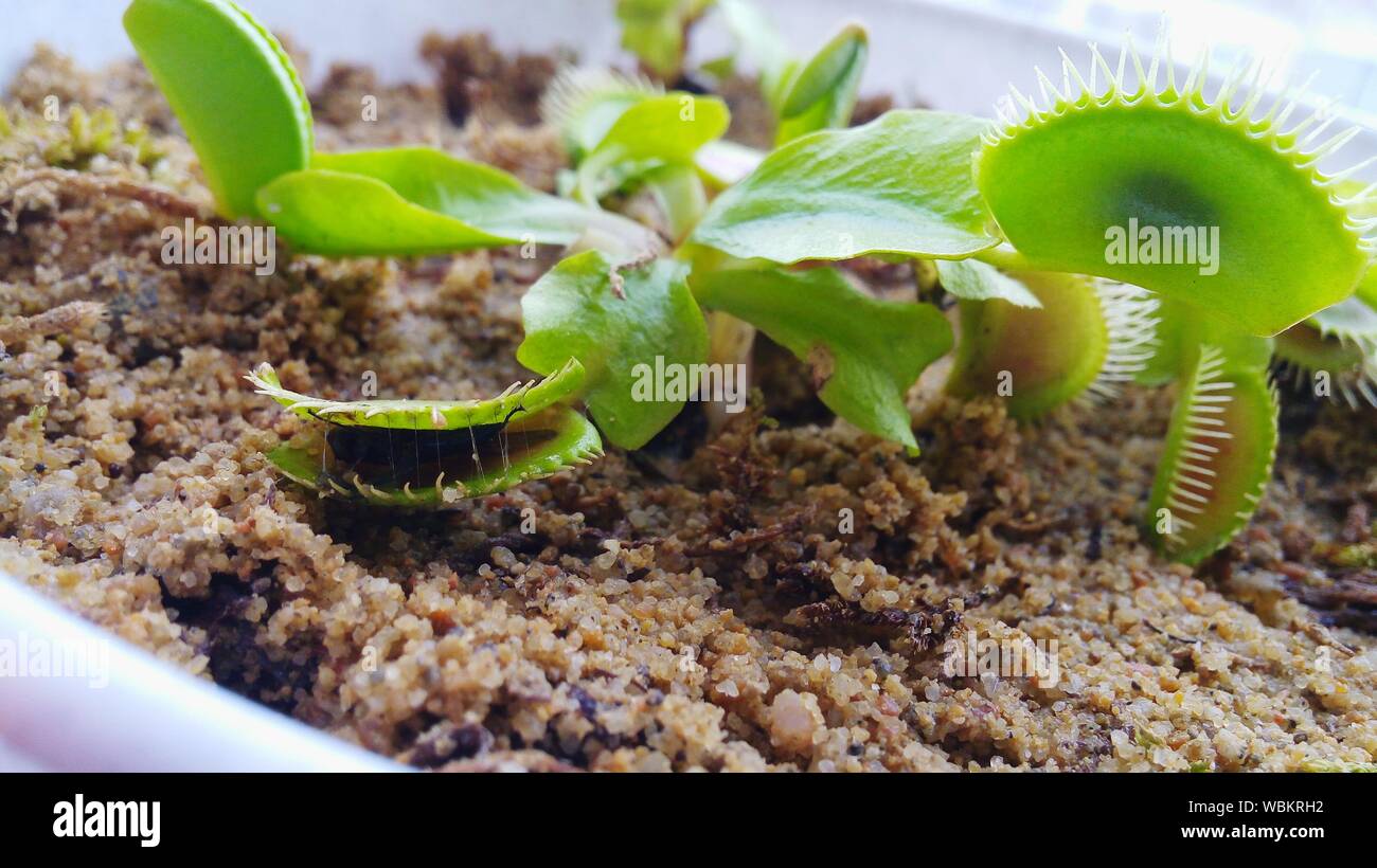 Close-up de Carnivora planta crece en el barro Foto de stock