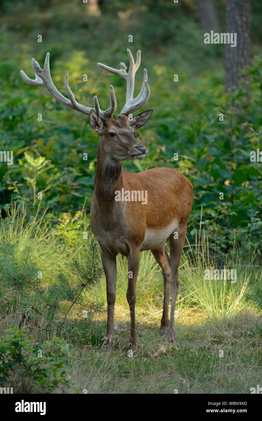 Ciervo rojo (Cervus elaphus ), macho, Stag, con terciopelo en las astas, se alza sobre un pequeño claro en el bosque mixto, viendo, bonita luz del atardecer, Europa. Foto de stock