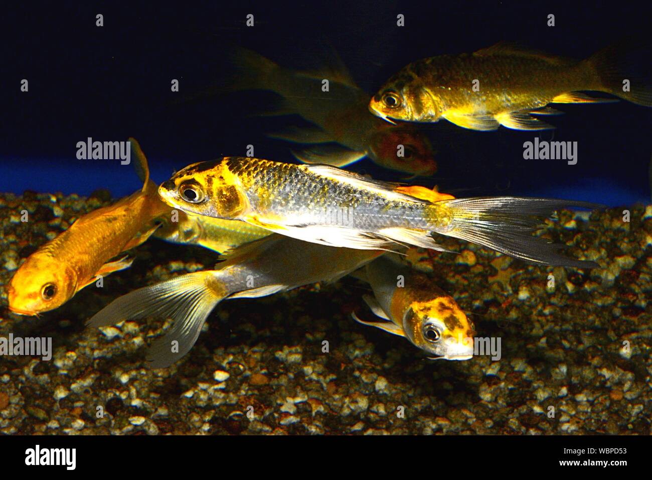 Close-up de coloridos peces de acuario Foto de stock