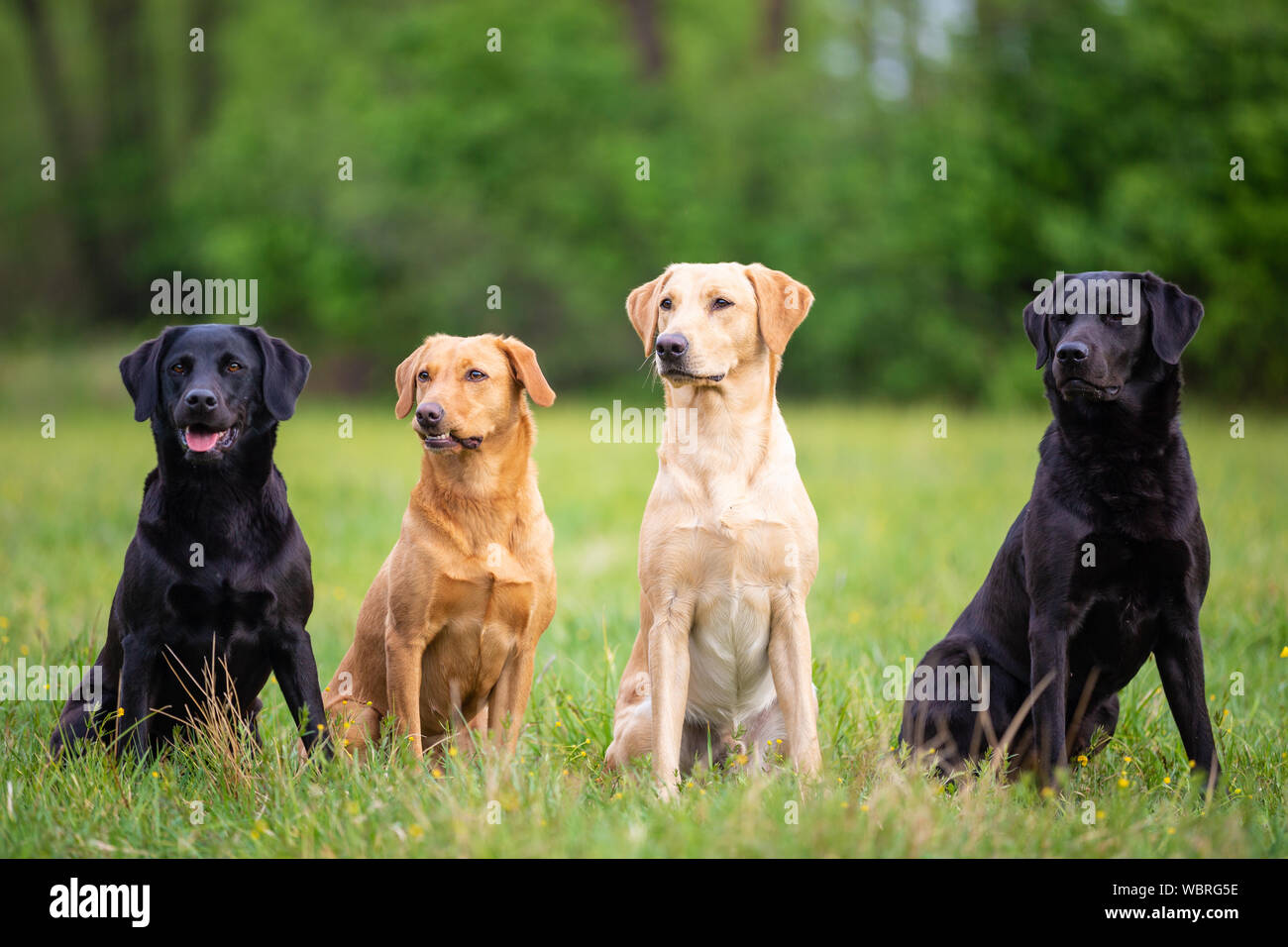 Cuatro Labrador Retriever perros en diferentes colores Fotografía de stock  - Alamy