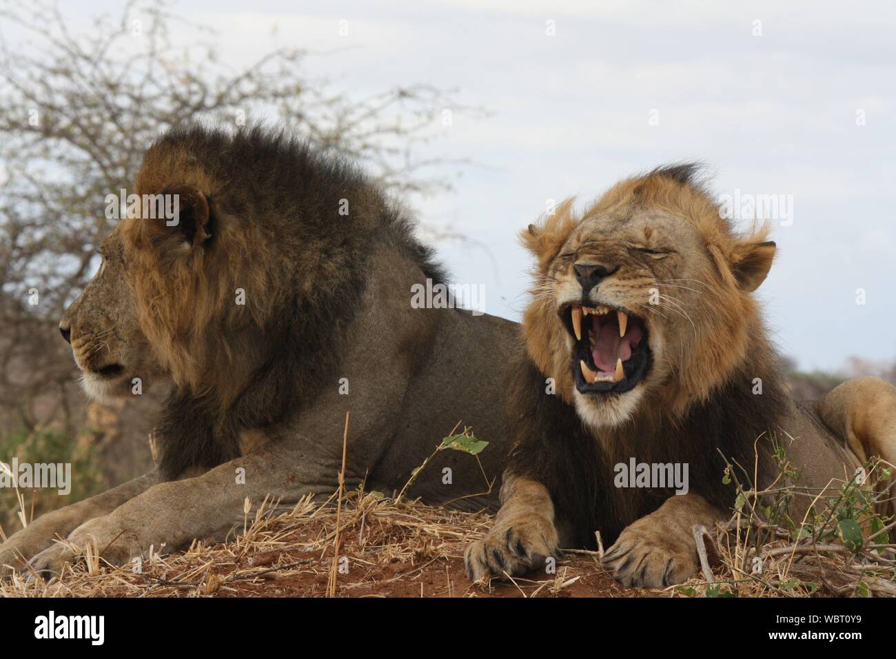 Close-up de leones sentados en el campo Fotografía de stock - Alamy