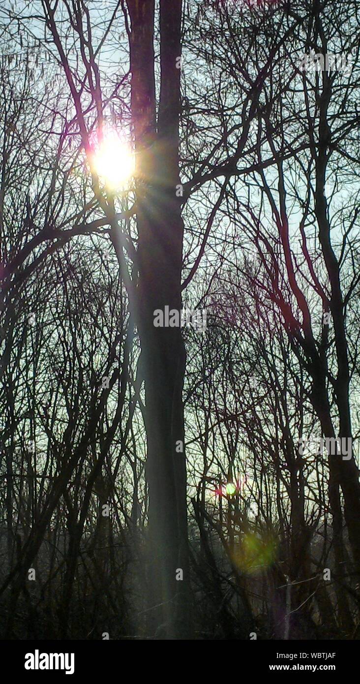 Transmisión de la luz solar a través de árboles desnudos Foto de stock