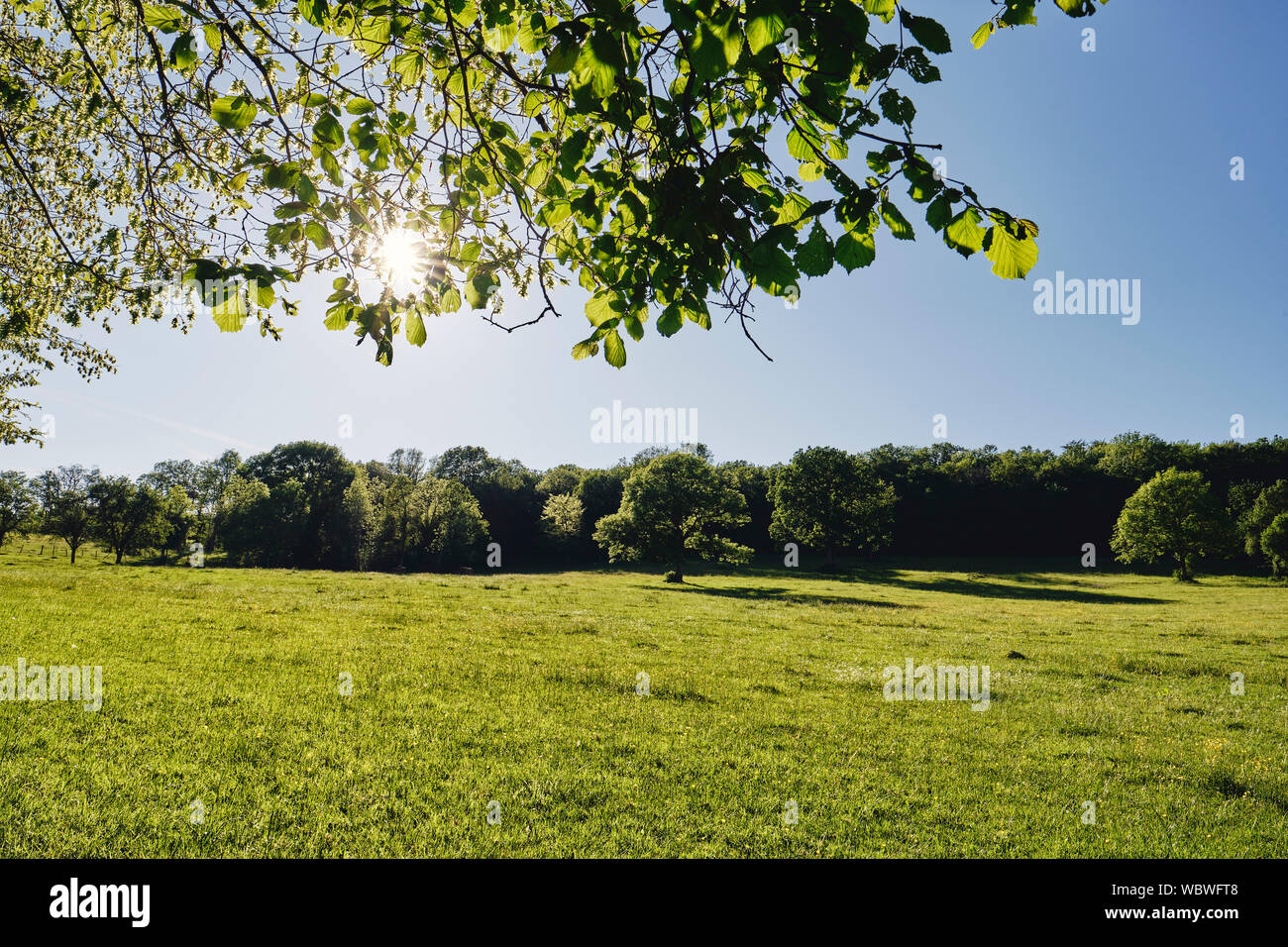 Un campo verde y vacía de verano tree paisaje rural naturaleza fondo retroiluminado con luz solar a través de las hojas verdes Foto de stock