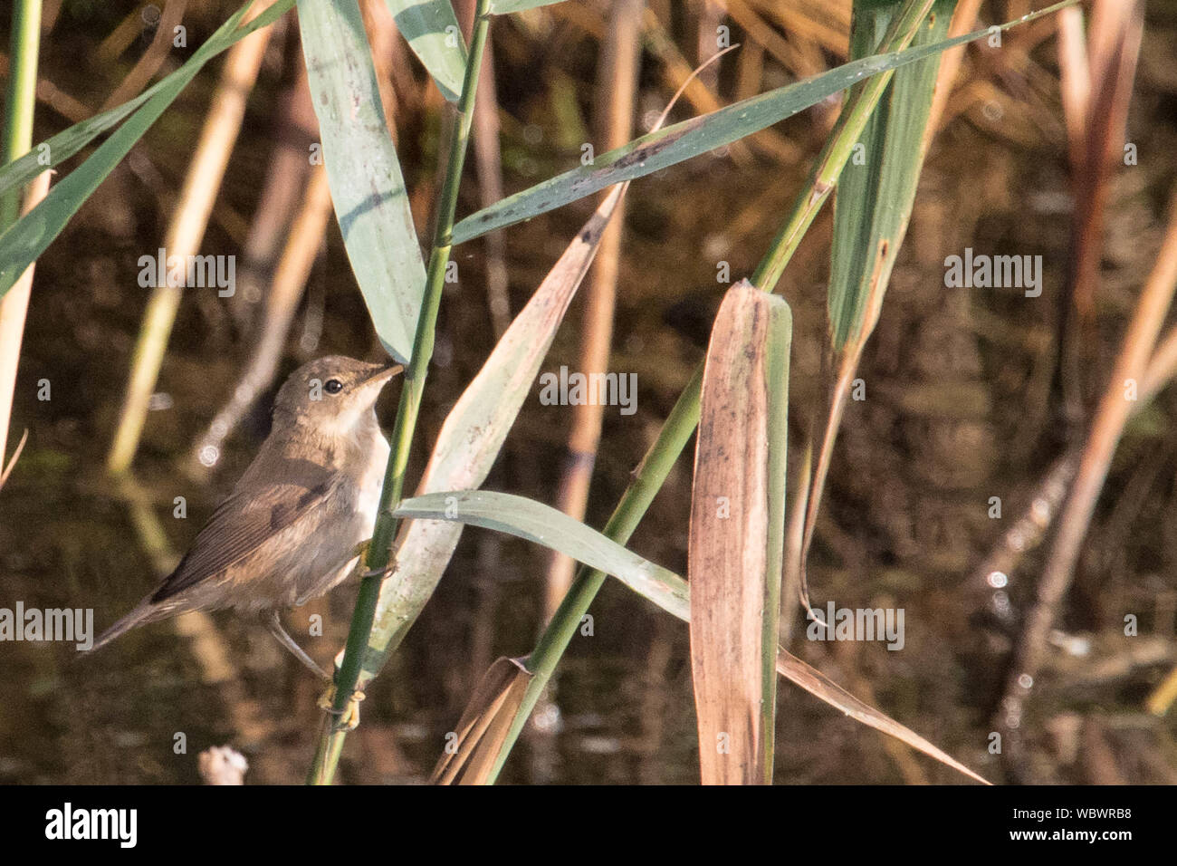 Canto de sauce fotografías e imágenes de alta resolución - Página 3 - Alamy