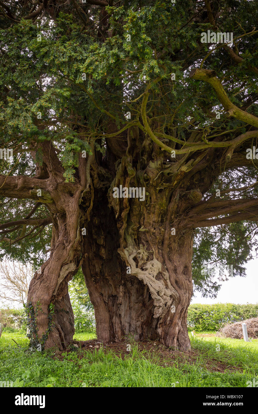 Antiguo Tejo en el camposanto de la Iglesia de San Andrés, Awre, Gloucestershire, Reino Unido. El árbol se estima en más de 800 años. Foto de stock