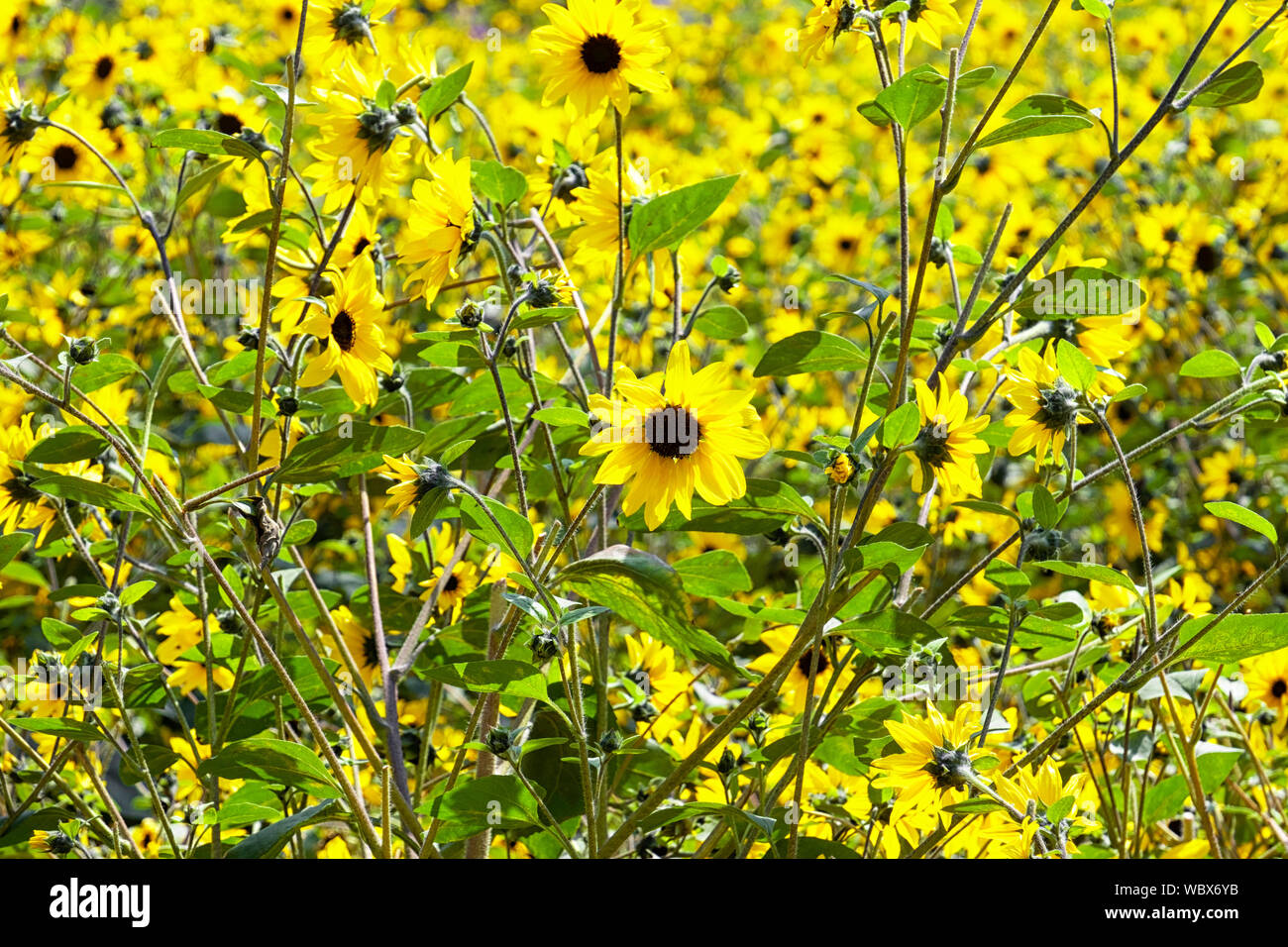 Los girasoles crecen silvestres en el campo en un día de verano Foto de stock