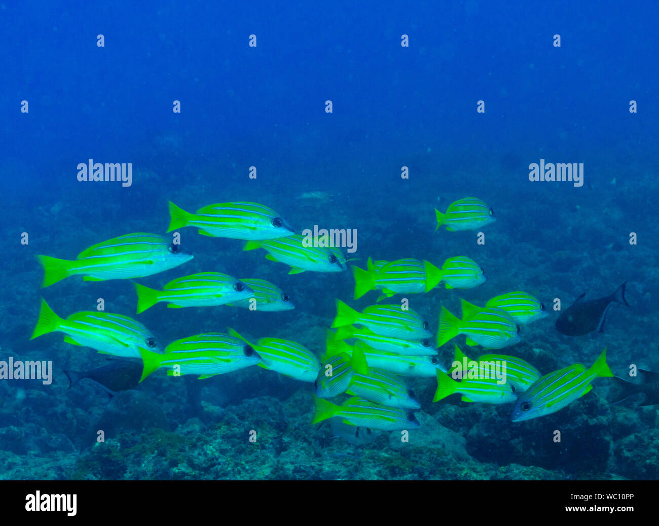 Imagen Submarina de arrecifes de coral y peces de arrecife - tomada durante el buceo en Las Islas Andamán (India) - Cerca Chidiya Tapu Foto de stock