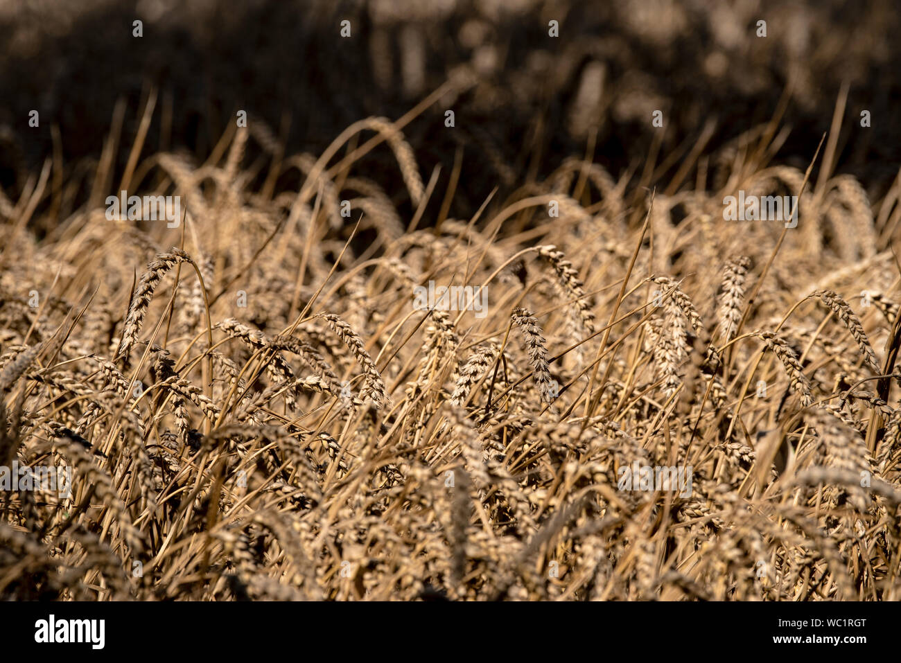 Un campo de trigo cerca de la frontera Wales-England Foto de stock