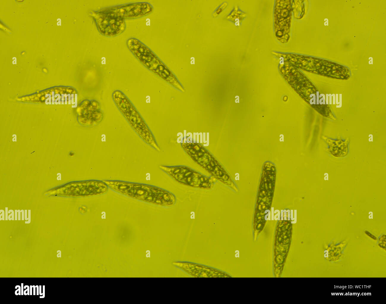 Bacterias, bacteria, biológicos, células procariotas, microorganismos, Foto de stock