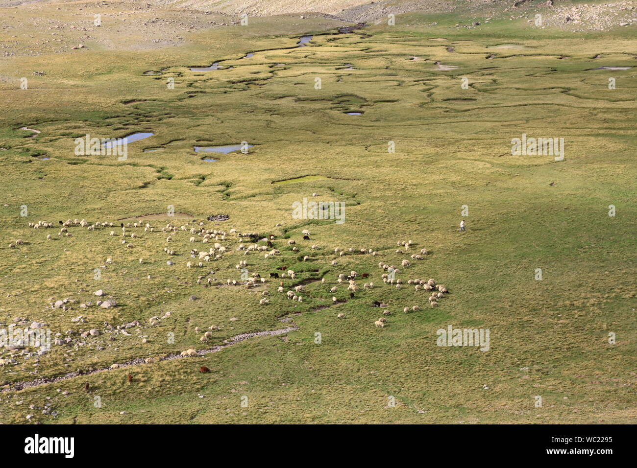El ganado en las praderas de Erzurum, Turquía Foto de stock