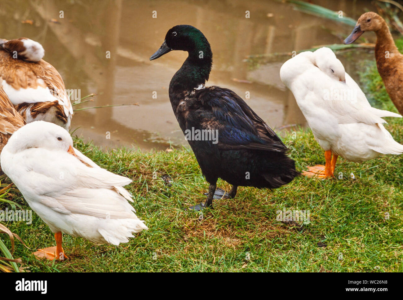 Cayuga pato patos domésticos (centro) Foto de stock