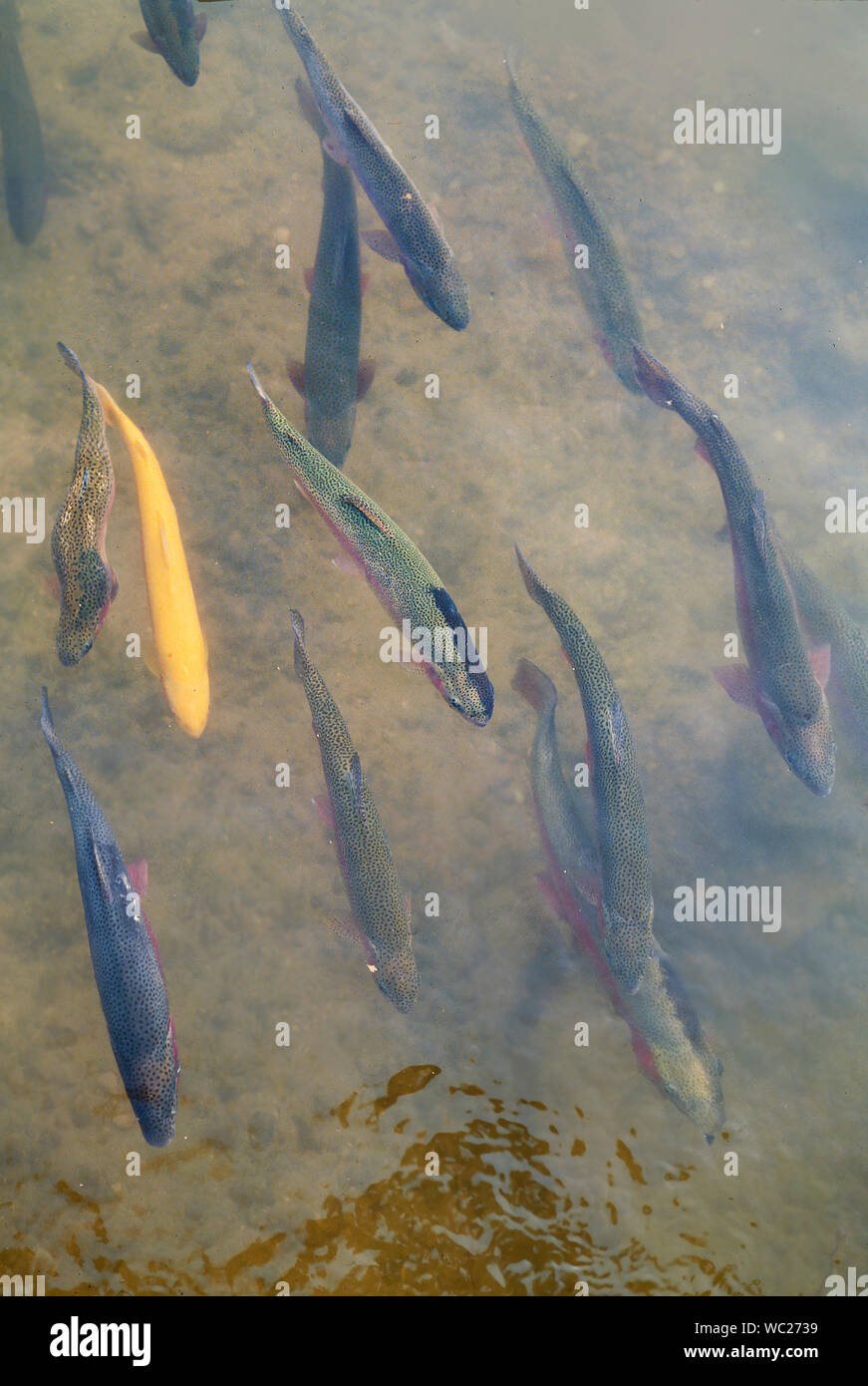 Los peces de agua dulce en un arroyo, visto desde arriba, la trucha arcoiris, Oncorhynchus mykiss Foto de stock