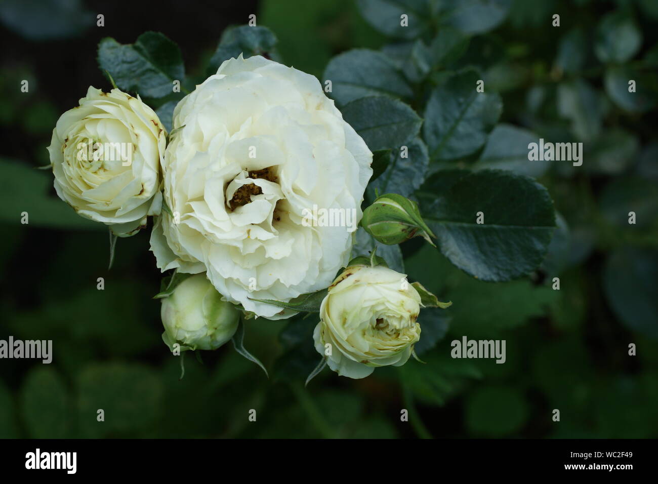 Rokoko hermosas rosas crema de limón. Flores en un jardín en condiciones naturales en medio de la vegetación, bajo el cielo abierto. Foto de stock