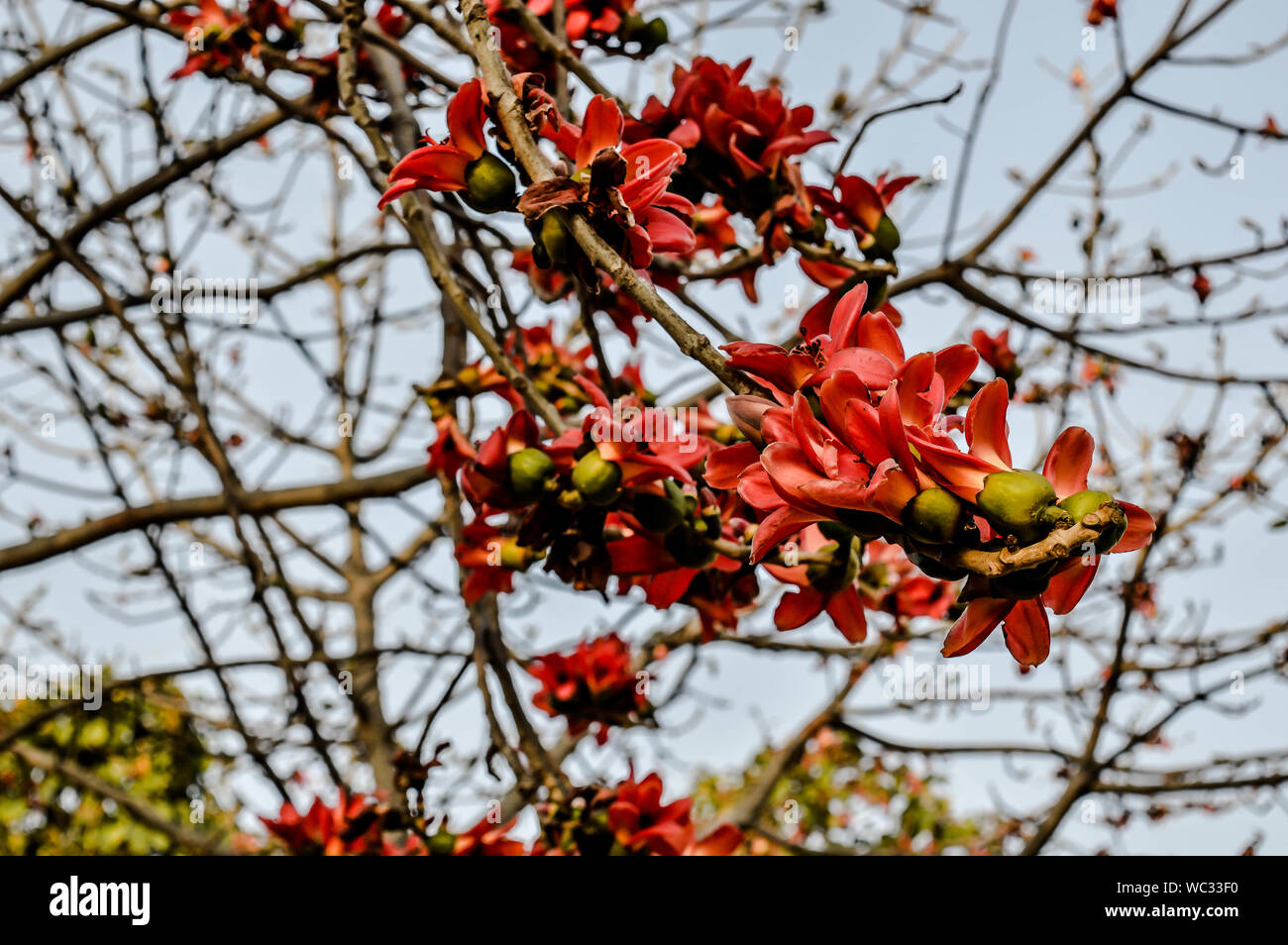 Flor de cerezo rojo fotografías e imágenes de alta resolución - Alamy