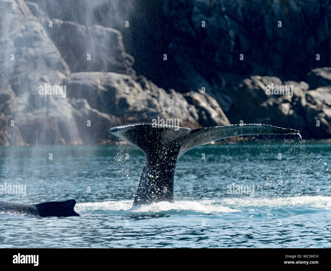 Las ballenas jorobadas Megaptera novaeangliae, buceo y mostrando sus aletas caudales o colas que pueden utilizarse para la identificación de las personas en el sureste de al. Foto de stock