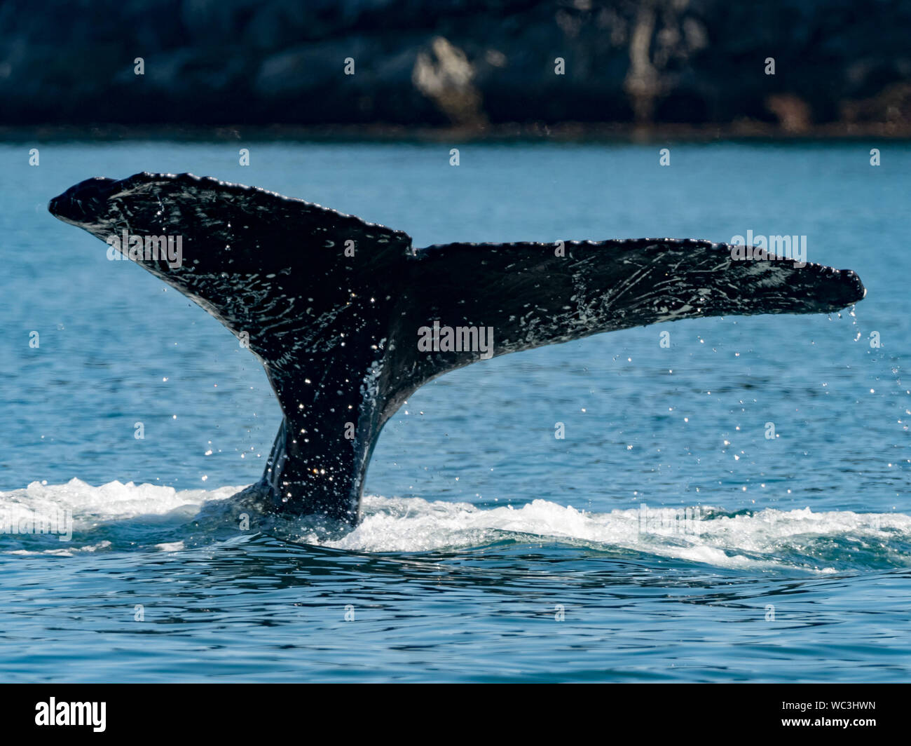 Las ballenas jorobadas Megaptera novaeangliae, buceo y mostrando sus aletas caudales o colas que pueden utilizarse para la identificación de las personas en el sureste de al. Foto de stock