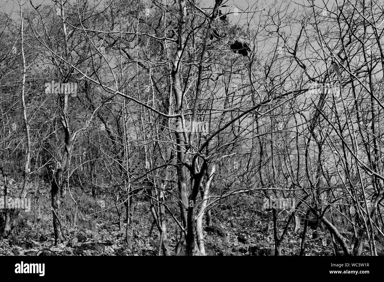 Las plantas y los árboles muertos en el bosque Fotografía de stock - Alamy