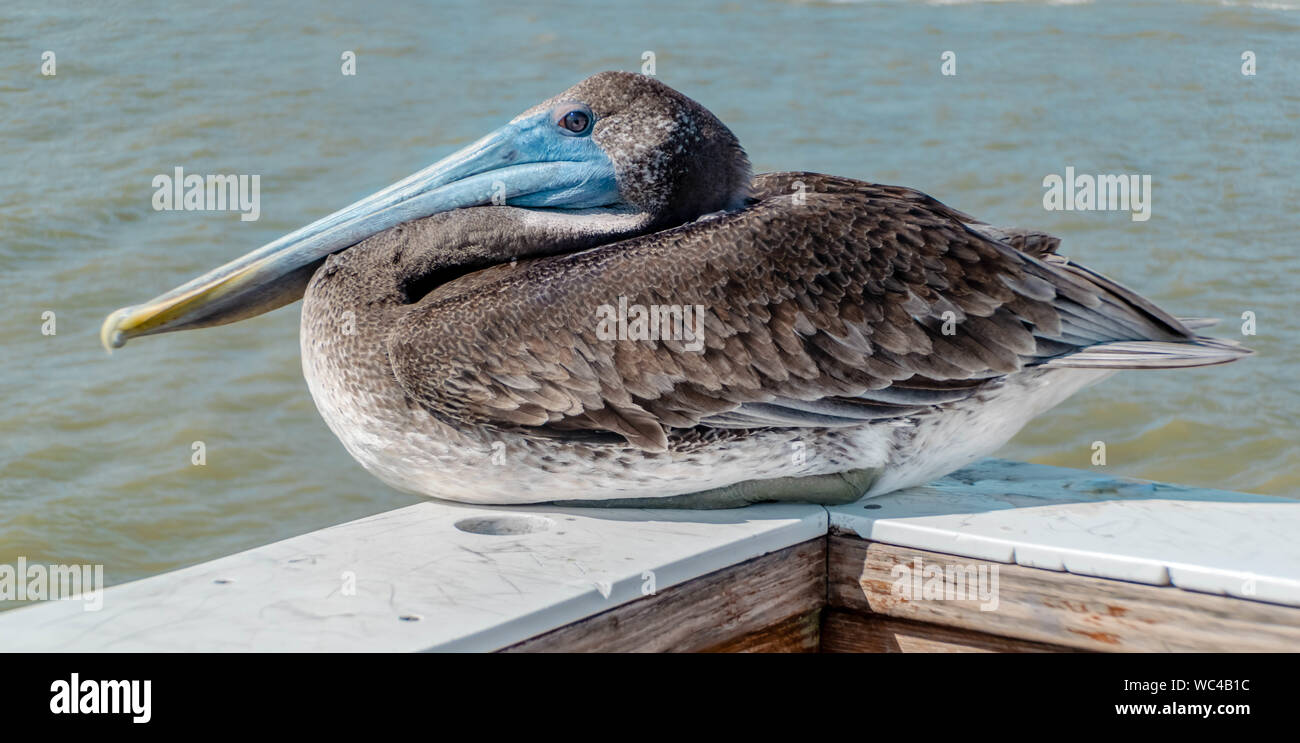Baby Pelican Fotos E Imagenes De Stock Alamy