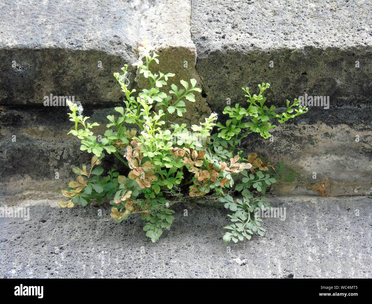 Cerca de las plantas Foto de stock