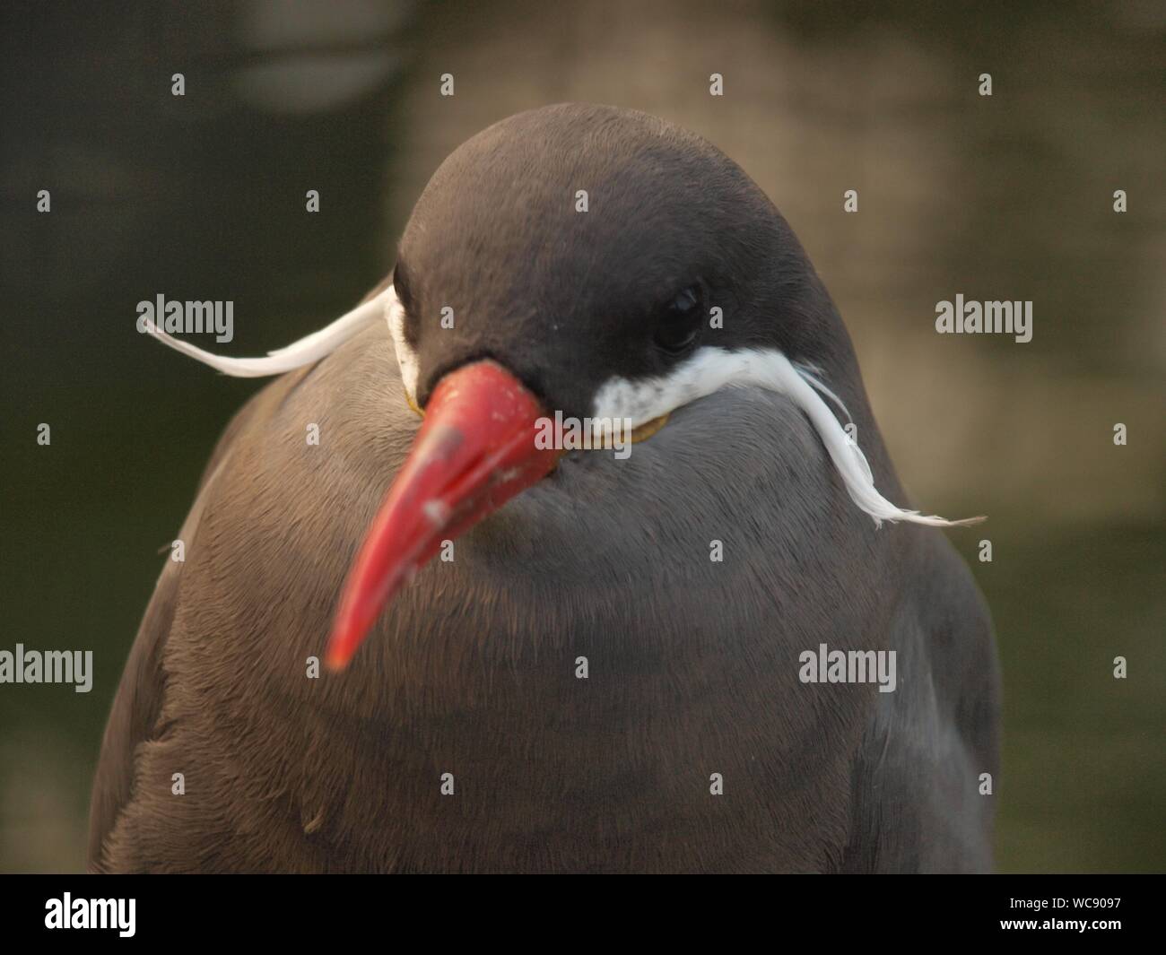 Close-up de pájaro con pico rojo Foto de stock