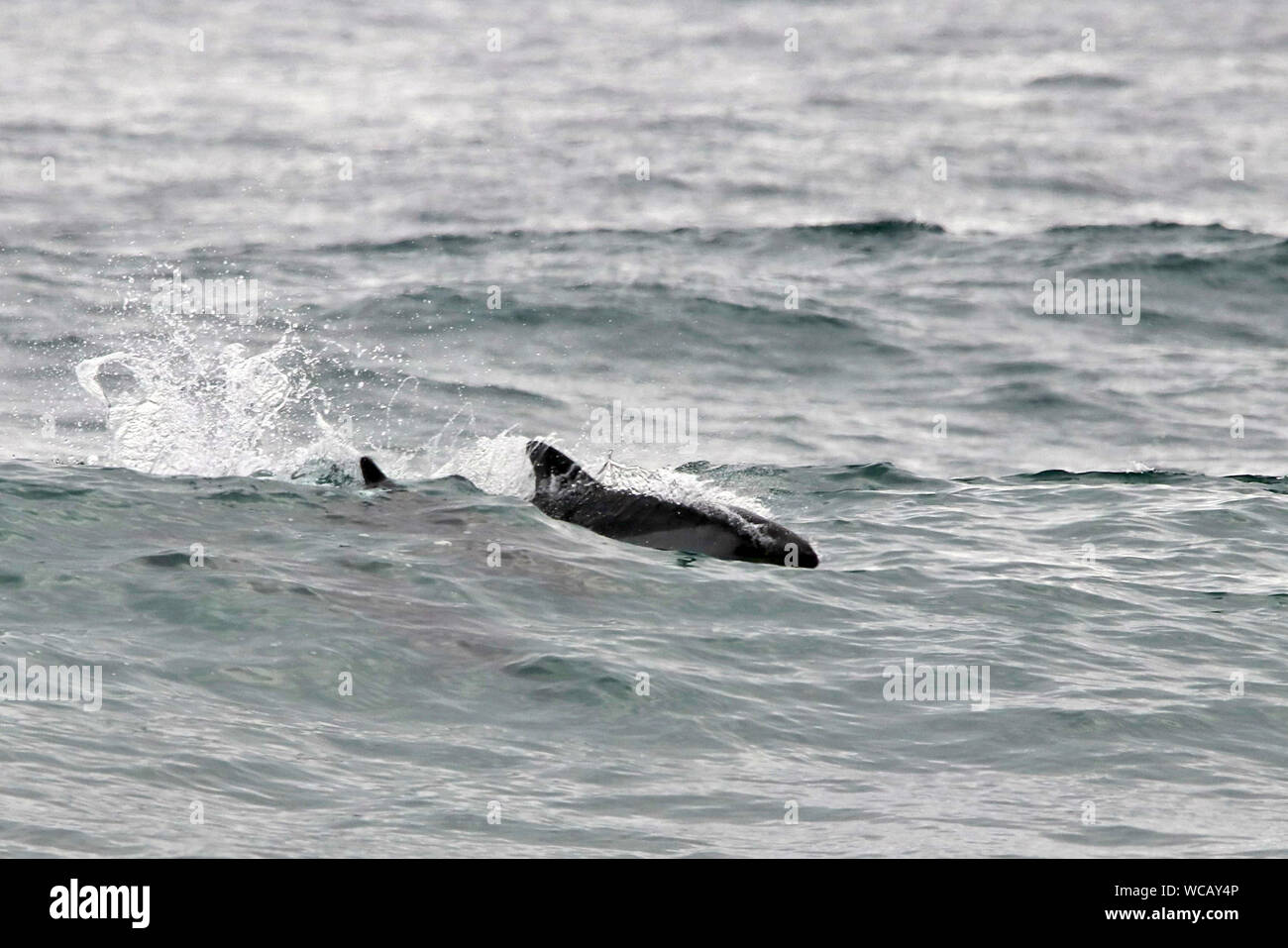 Delfín de Peale (Lagenorhynchus australis) jugando en las olas fuera una playa Guabun chileno en la isla de Chiloé, en la región de Los Lagos. Foto de stock