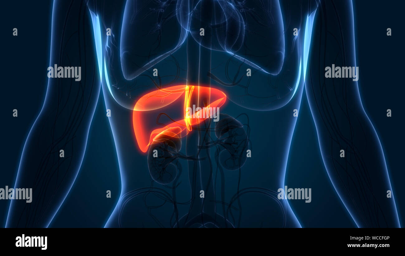 Anatomía del hígado humano Foto de stock